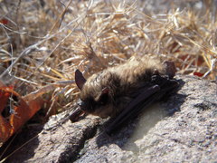 Myotis leibii
