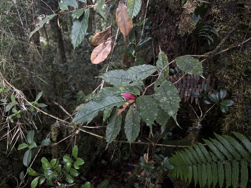 Cyrtandra gorumensis