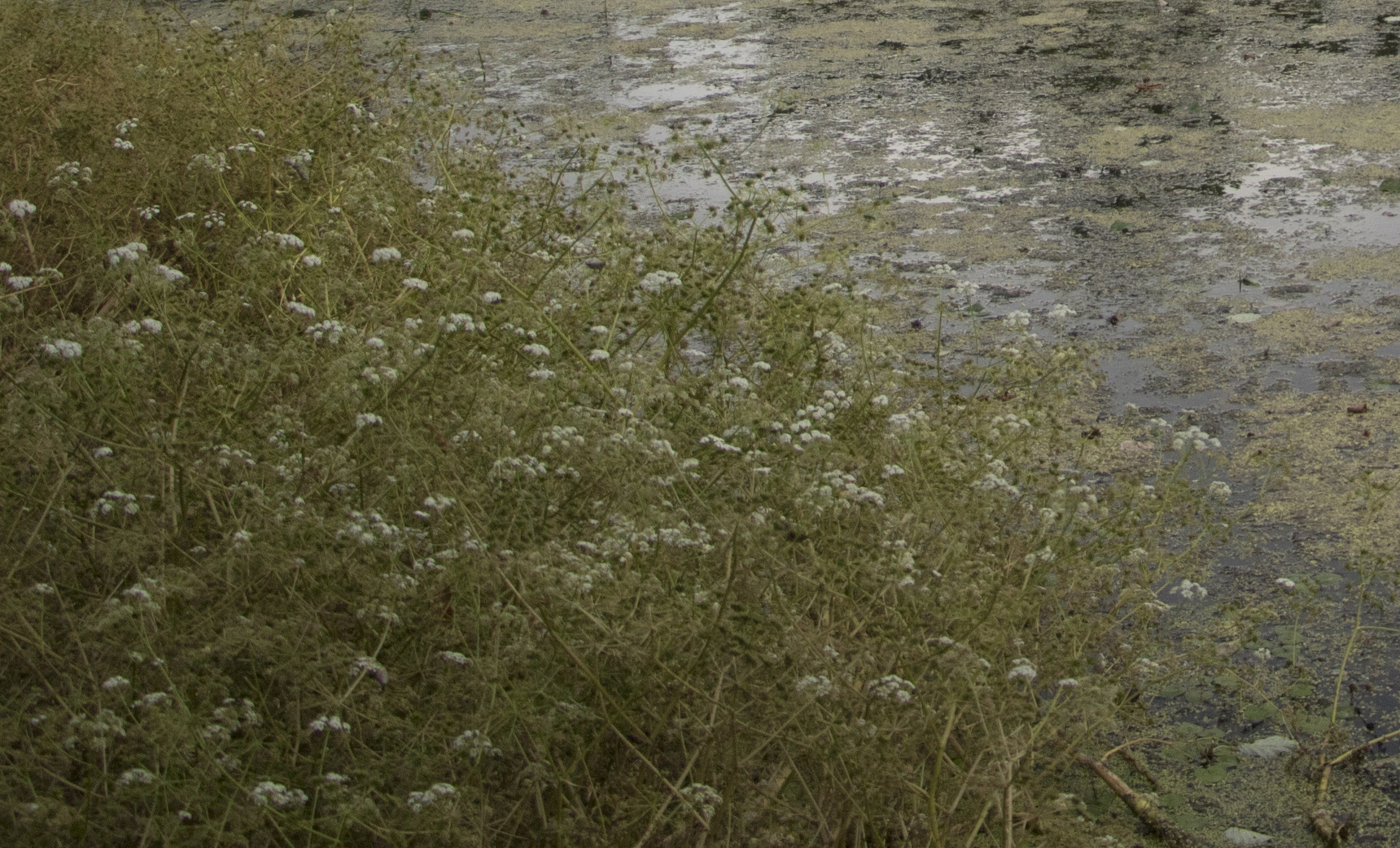 Fine-Leaved Water-Dropwort (Oenanthe aquatica)