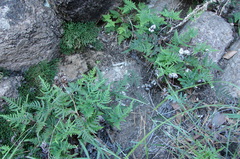 Aleuritopteris argentea