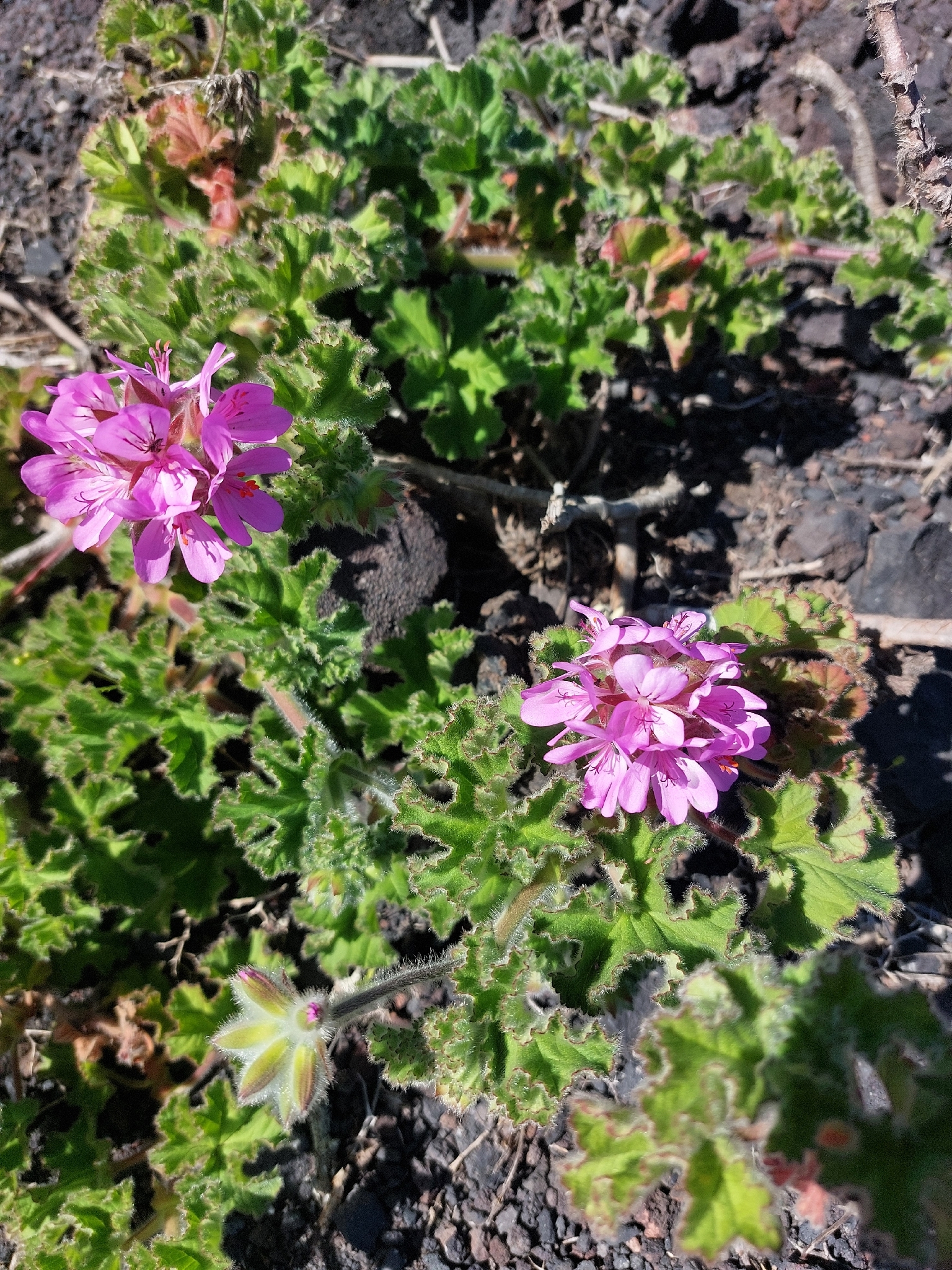 Malvarrosa comun