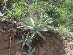 Agave macroacantha