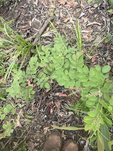 Indigofera saxicola, 2026-02-16