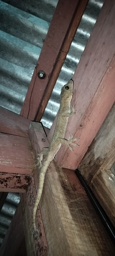 Andaman giant gecko, Gekko verreauxi