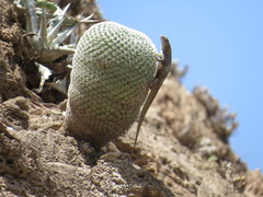 Sceloporus gadoviae