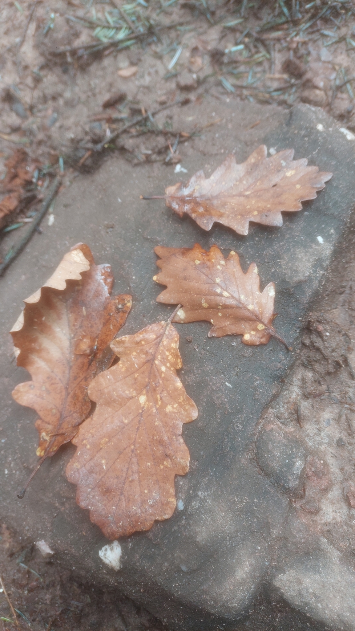 Imagem de Quercus petraea
