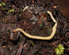 Fletchamia mediolineata