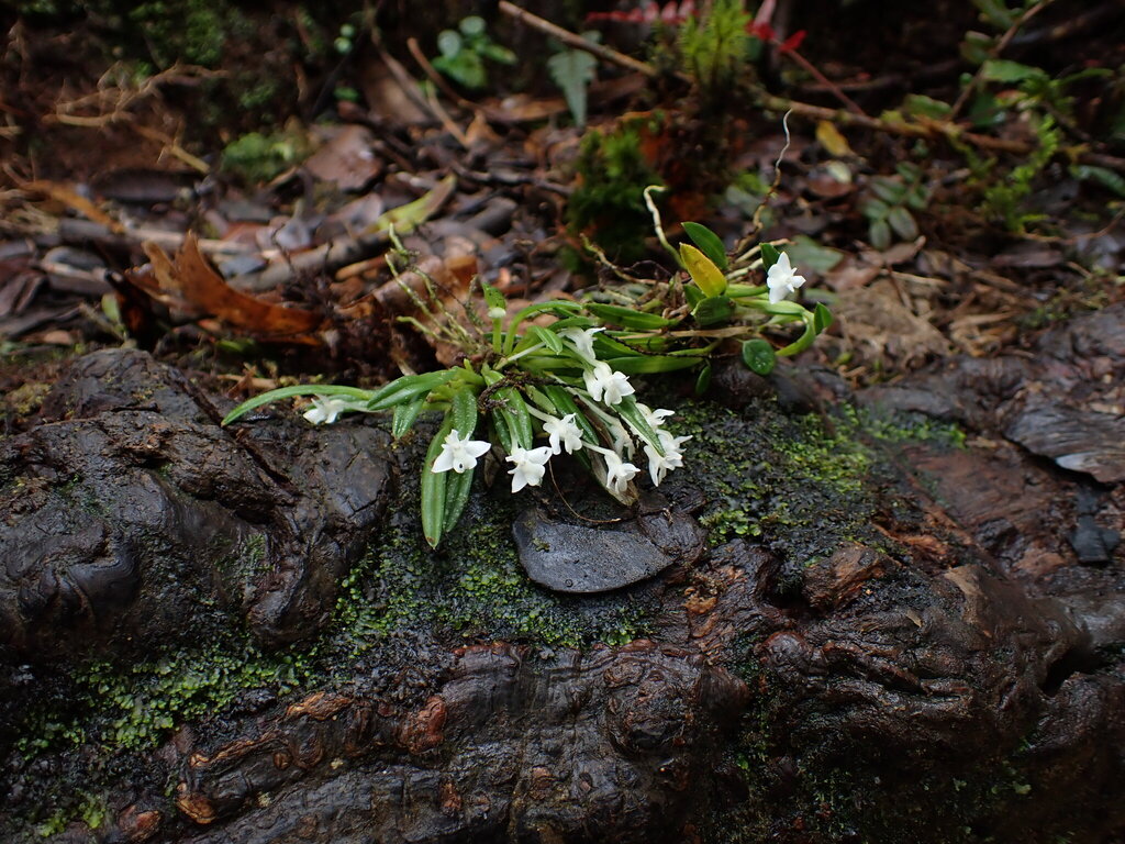 Dendrobium chionanthum Schltr. 3