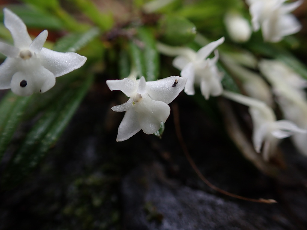 Dendrobium chionanthum Schltr.