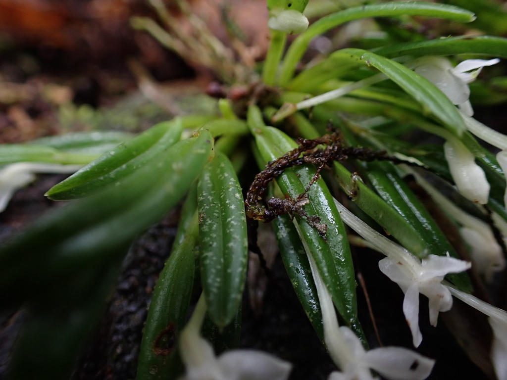 Dendrobium chionanthum Schltr. 4