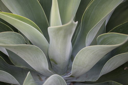 Foto de Agave-dragão