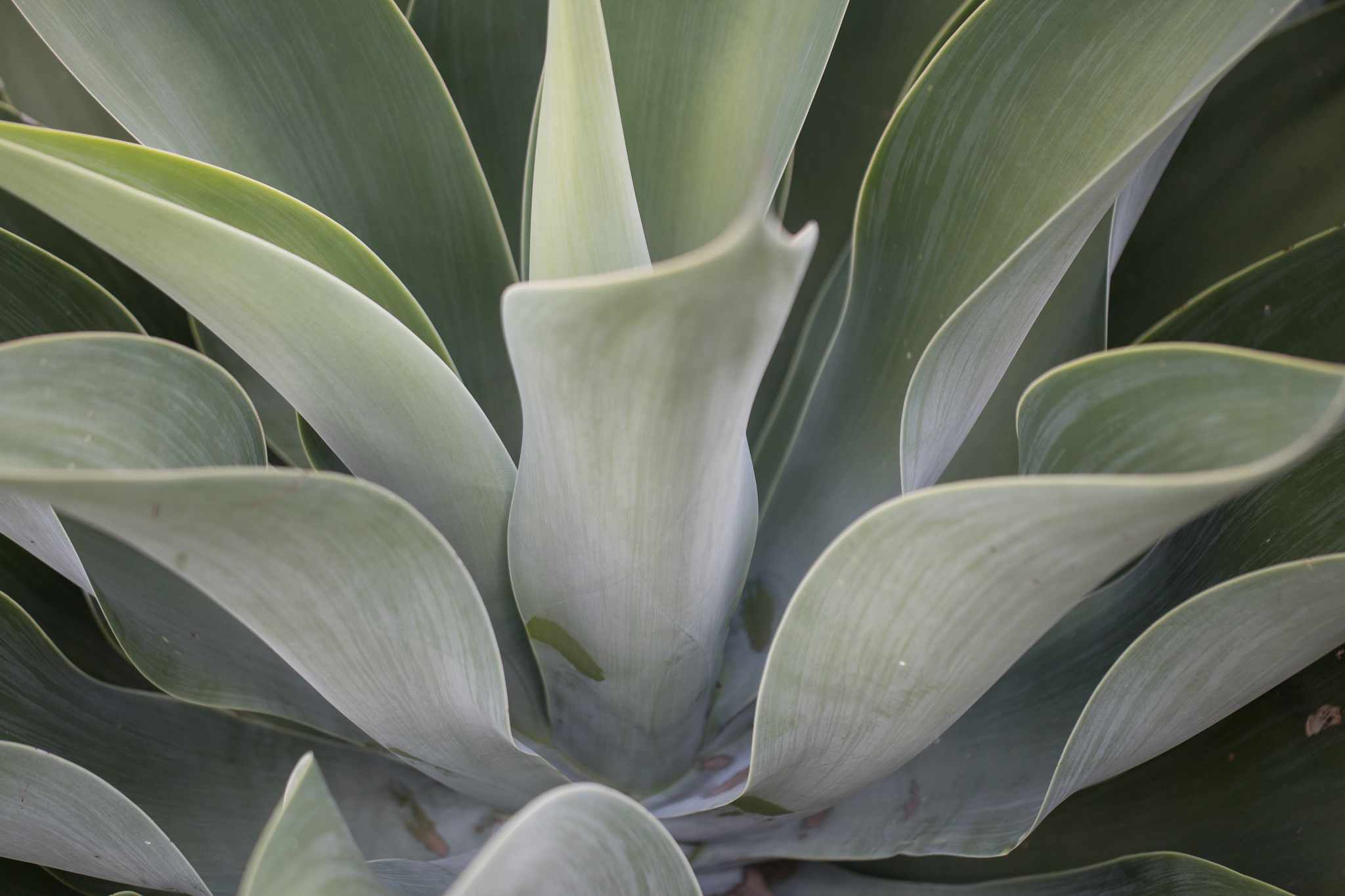 Imagem de Agave-dragão