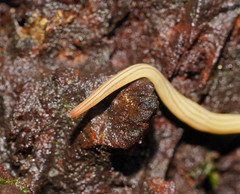 Fletchamia mediolineata