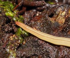 Fletchamia mediolineata