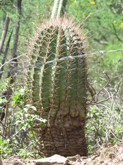 Ferocactus recurvus
