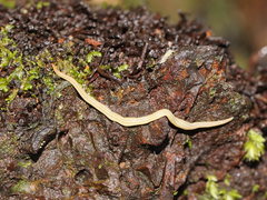 Fletchamia mediolineata