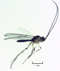 Archaeoteleia karere