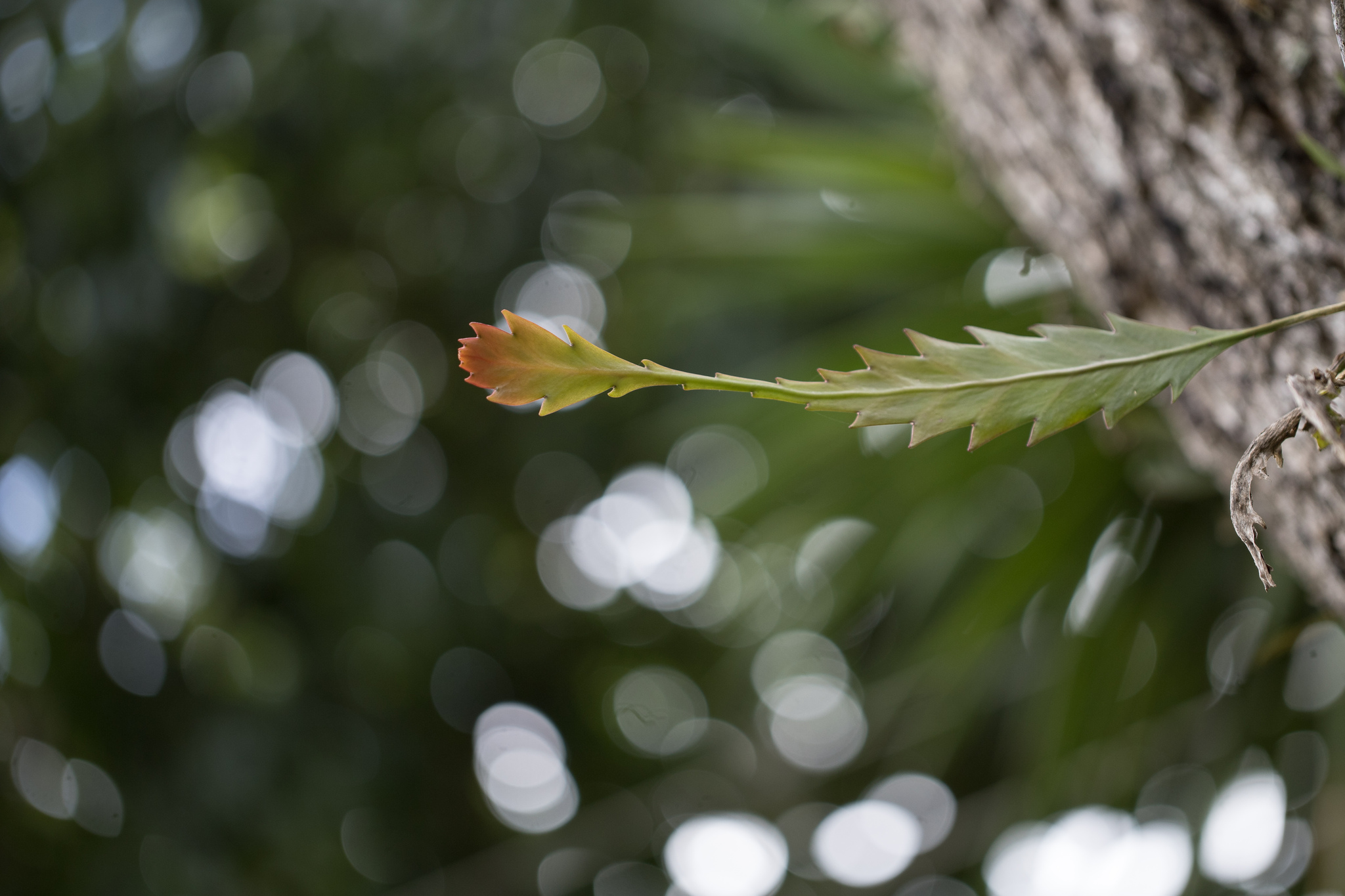 Lepismium Houlletianum (Lepismium houlletianum)
