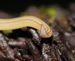 Fletchamia mediolineata