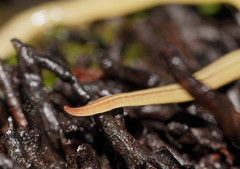 Fletchamia mediolineata