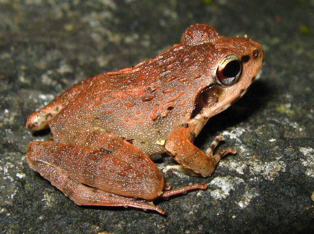 Indian frogs