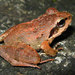 Indian Frogs - Photo (c) Srikanth, some rights reserved (CC BY-NC-SA)