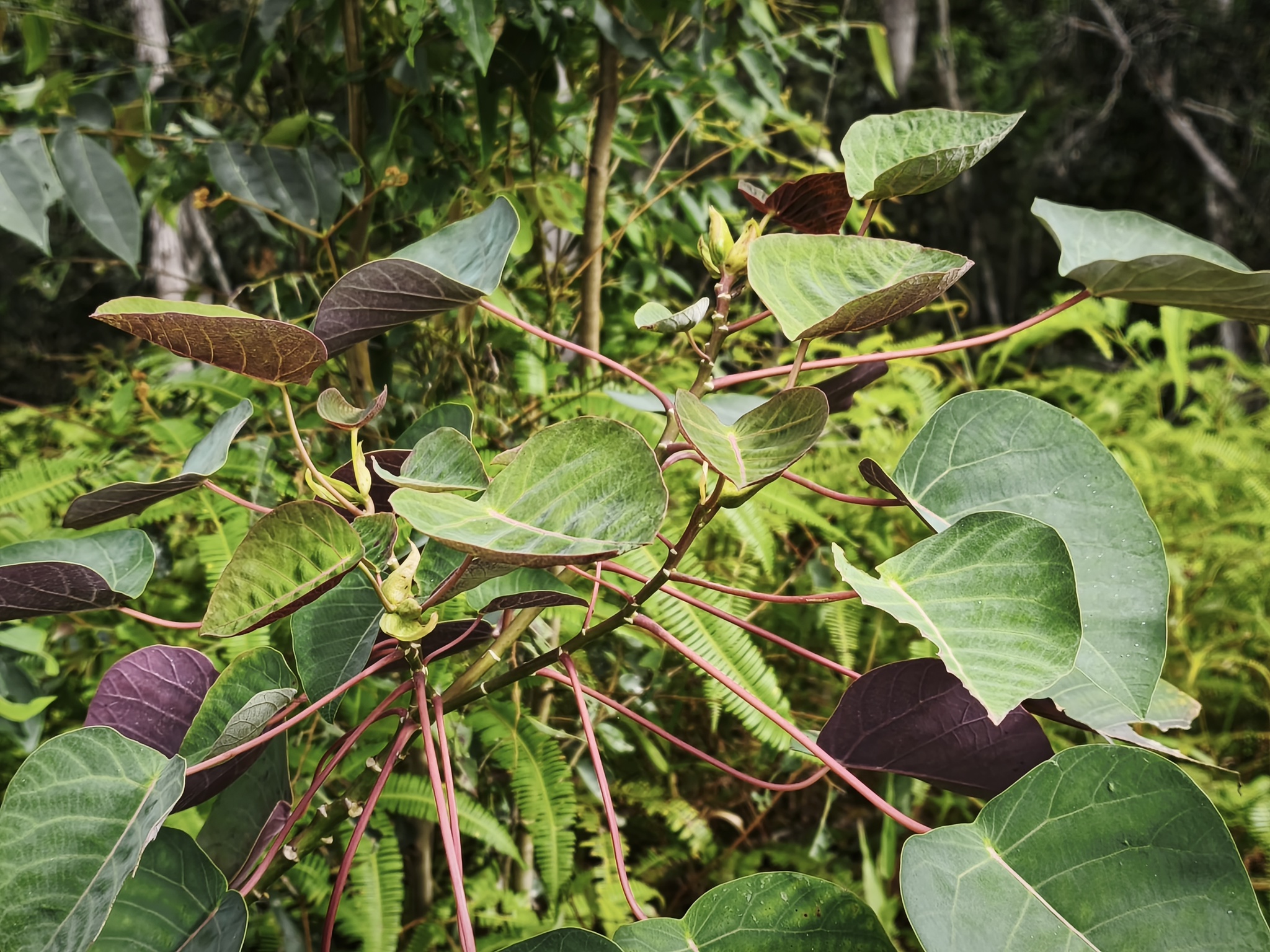 Imagem de Homalanthus novoguineensis