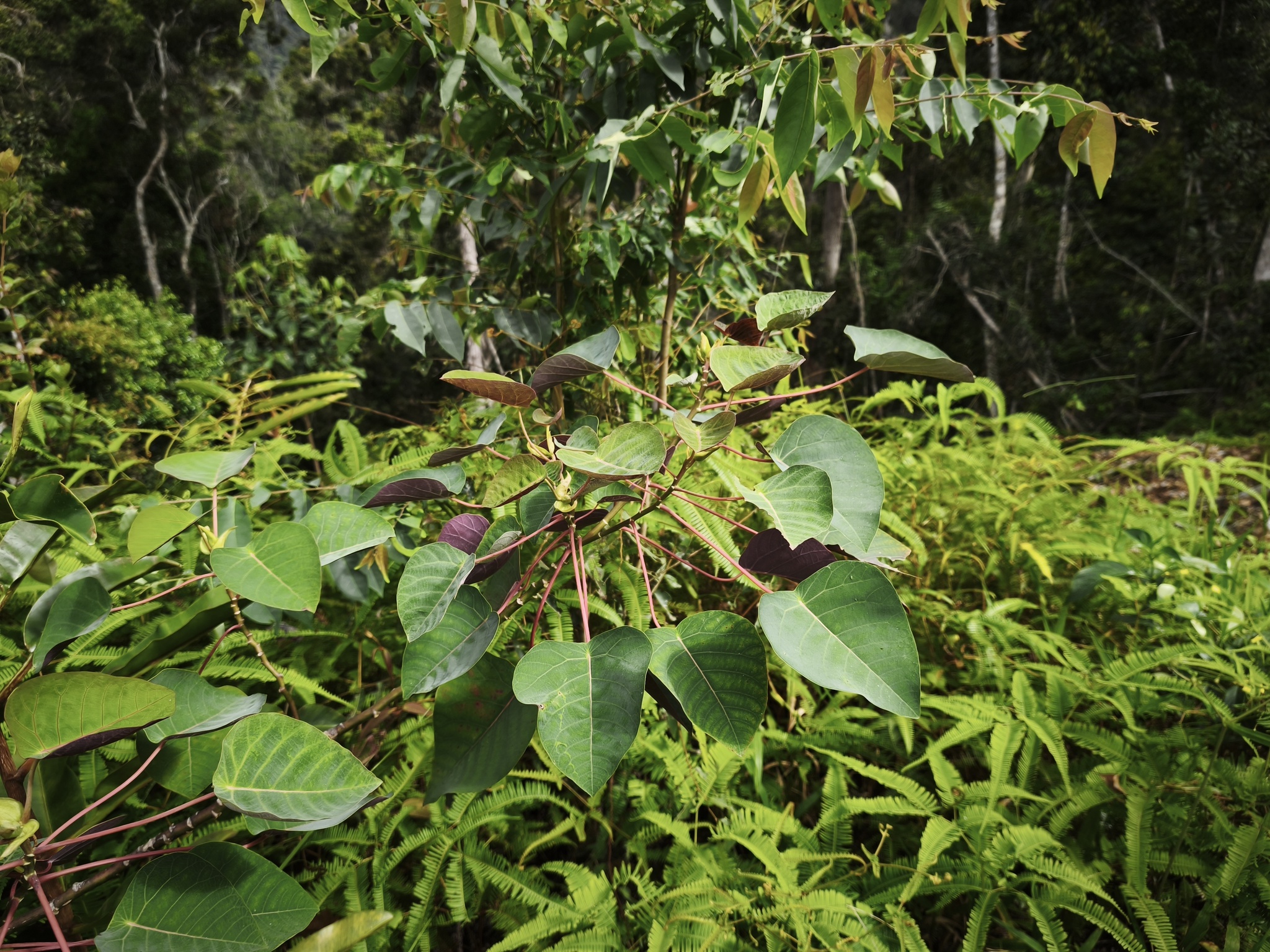 Imagem de Homalanthus novoguineensis