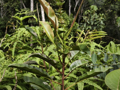Schuurmansia elegans observed 2026-02-15
