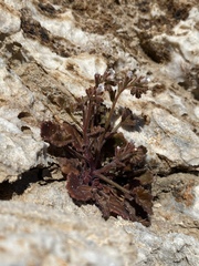 Phacelia rotundifolia