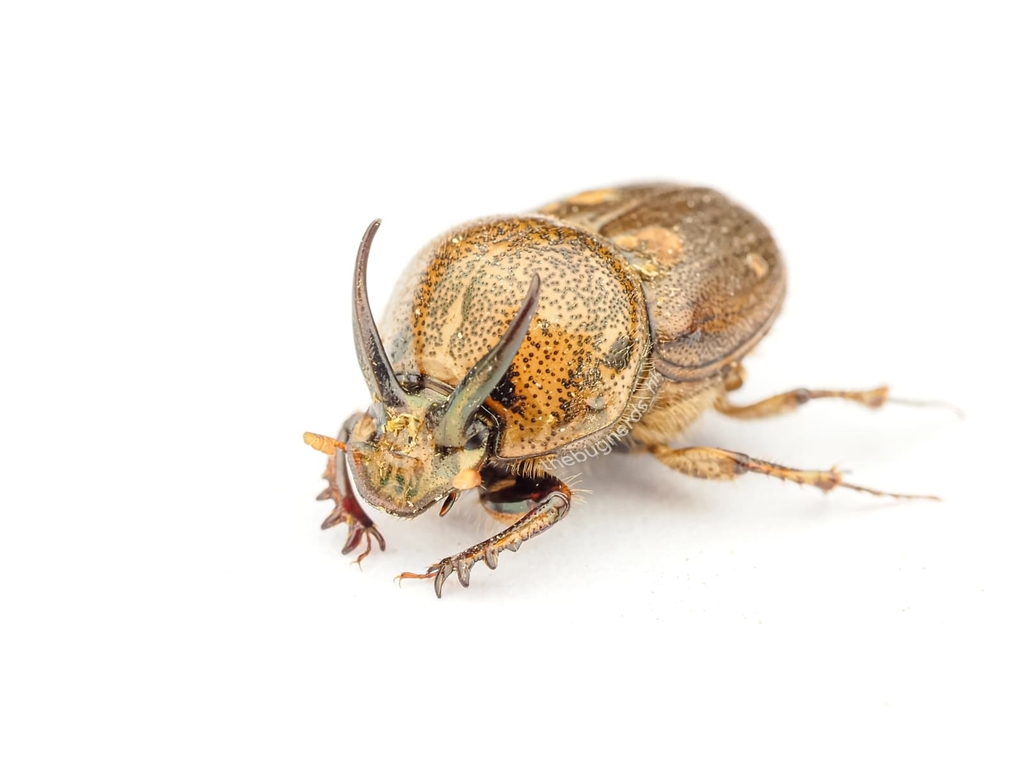 Onthophagus rectecornutus
