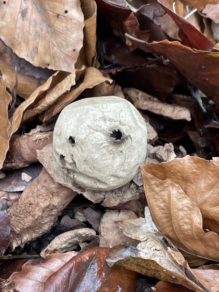 Geastrum michelianum · February 2026 · photo: © jufox (iNaturalist, cc-by)