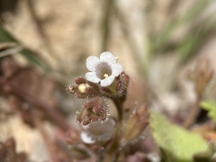 Phacelia rotundifolia