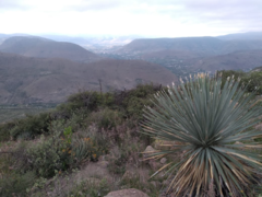 Dasylirion parryanum