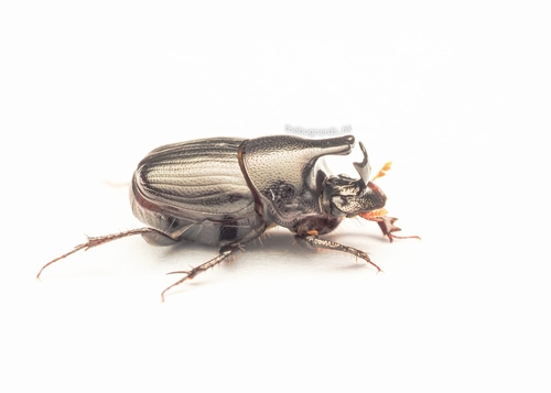 Onthophagus lunatus