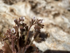 Phacelia rotundifolia