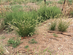 Enneapogon nigricans