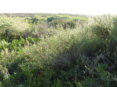 Gambelia juncea