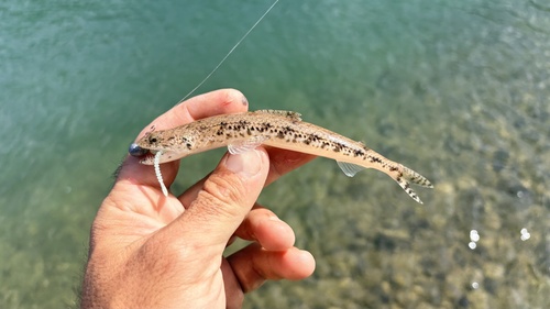 Clouded lizardfish (Saurida nebulosa) — Synodontidae — 2