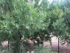 Acacia victoriae