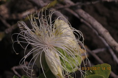 Capparis sandwichiana