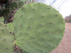 Opuntia olmeca