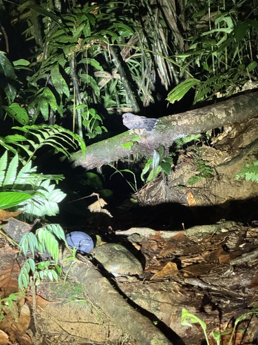 Chocó Poorwill