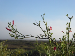 Gambelia juncea