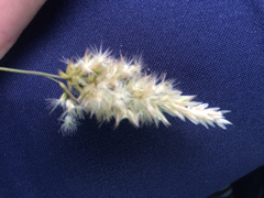 Enneapogon nigricans