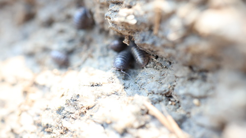 Common Pill Woodlouse