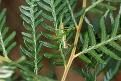 Conocephalomima barameda