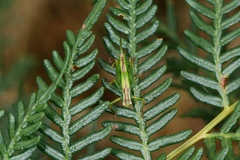Conocephalomima barameda