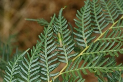 Conocephalomima barameda