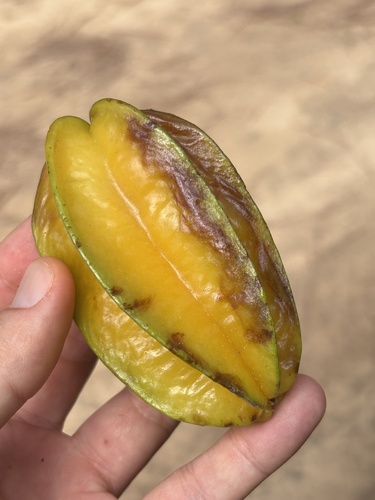 Carambola